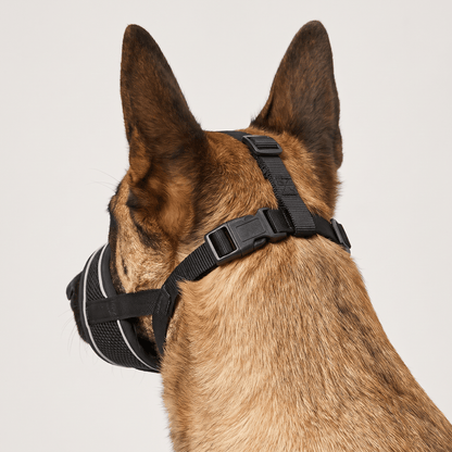 museliere chien a bande reflechissante noire vue arriere sangles et boucle