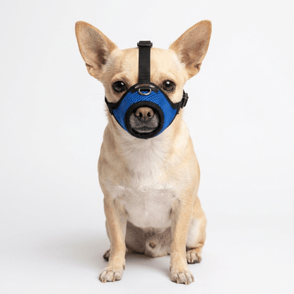 museliere petit chien a museau fin bleue sur chihuahua packshot