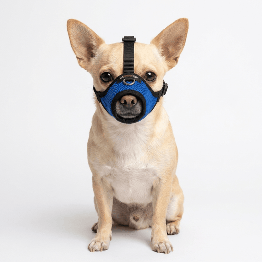 museliere petit chien a museau fin bleue sur chihuahua packshot