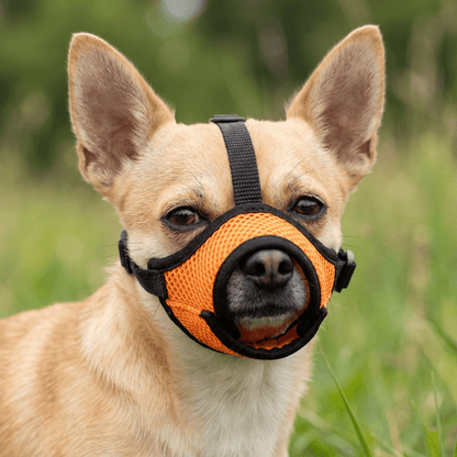 museliere petit chien a museau fin orange sur chihuahua portrait