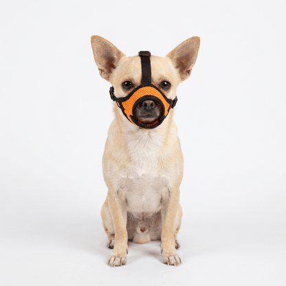 museliere petit chien a museau fin orange sur chihuahua packshot