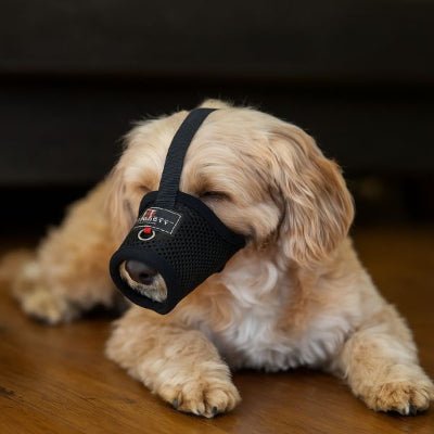 Muselière petit chien noire confortable pour intérieur ou repos à la maison