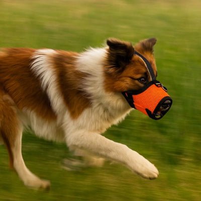 Muselière petit chien orange en maille légère pour chien actif