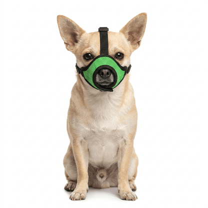 museliere petit chien a museau fin verte sur chihuahua packshot