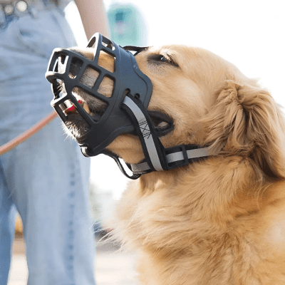 Muselière pour chien thermo-moulable offrant un confort optimal au museau