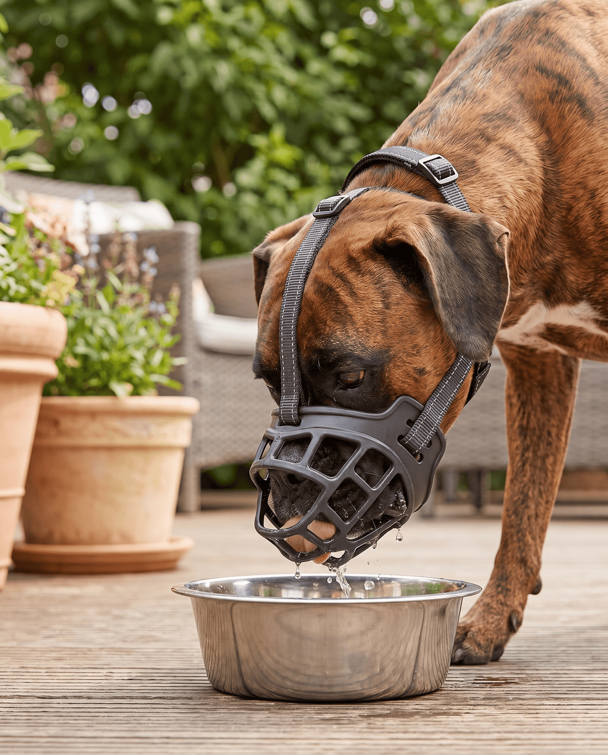 museliere pour chien thermo-moulable grise sur boxer qui boit de l'eau