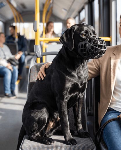 museliere chien trappe amovible noire sur labrador dans les transports en commun