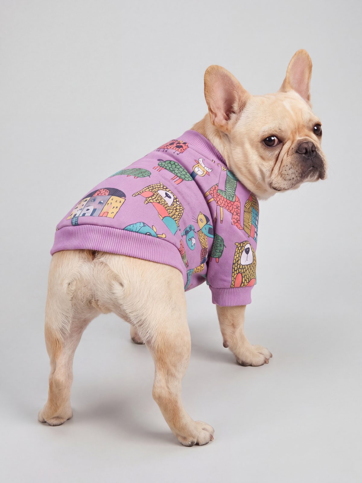 Bouledogue français vu de dos en studio avec un pull chien violet à motif d'animaux colorés
