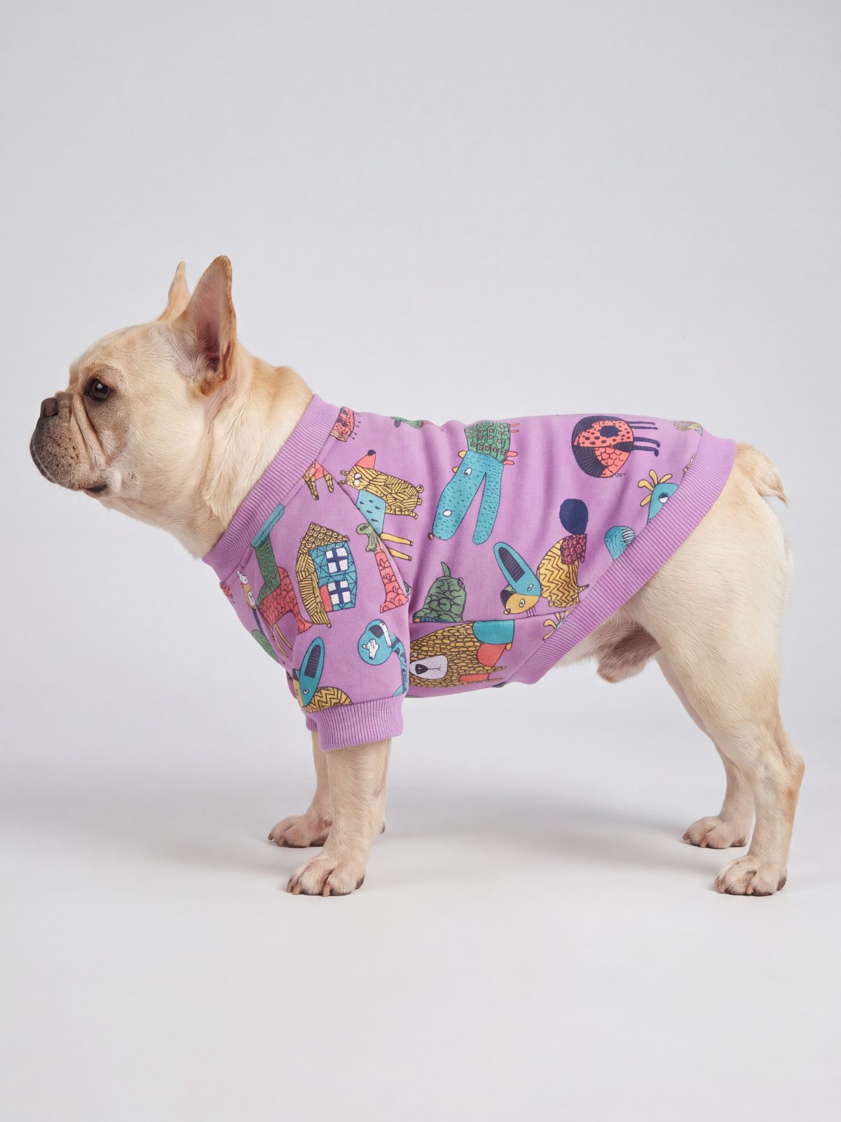 Bouledogue français de profil en studio avec un pull chien violet doublé polaire à motif d'animaux colorés