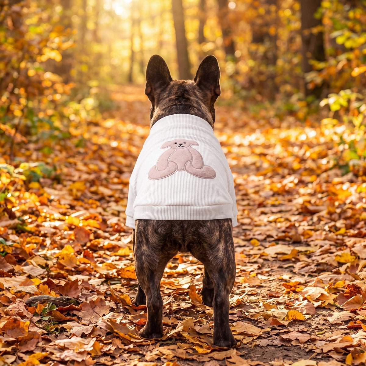 Bouledogue français de dos dans une allée d'automne avec un pull blanc crème à grand ourson