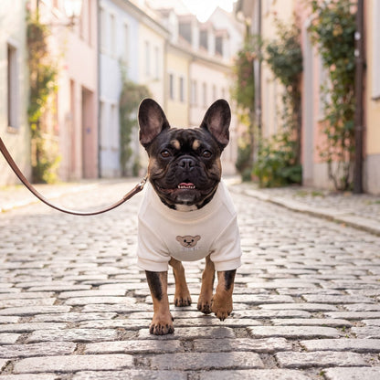 Bouledogue français en laisse sur des pavés avec un pull côtelé blanc crème à ourson brodé