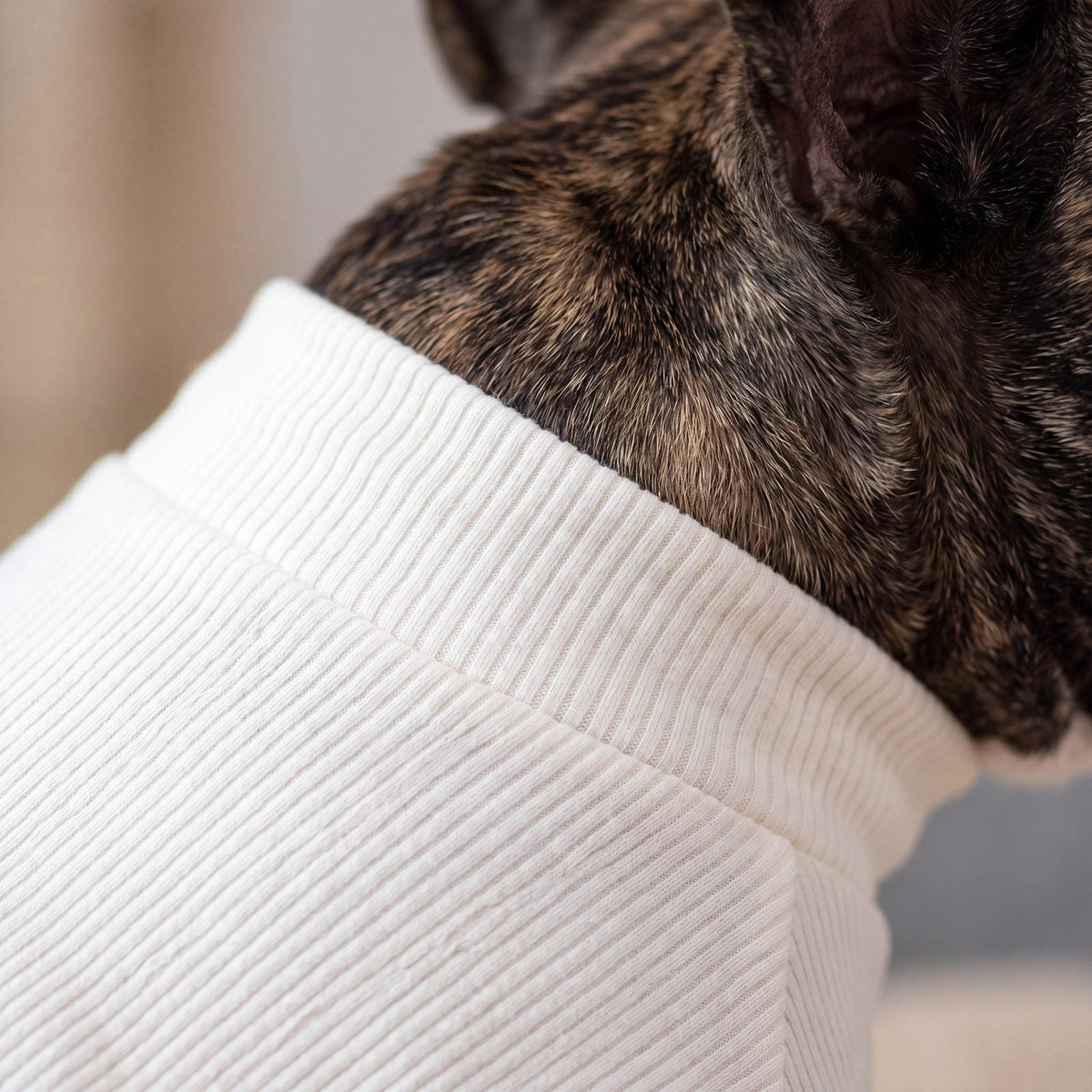 Gros plan sur le col montant côtelé du pull blanc crème pour chien