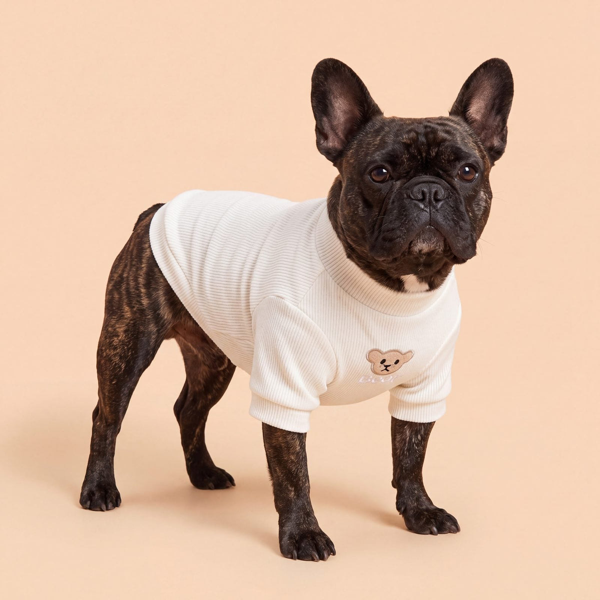 Bouledogue français bringé en studio sur fond beige avec un pull côtelé blanc crème à petit ourson brodé « Bear »