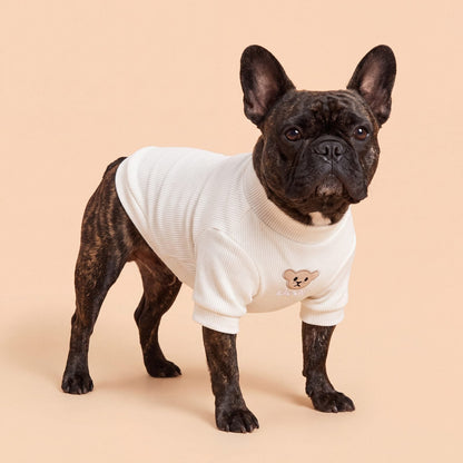 Bouledogue français bringé en studio sur fond beige avec un pull côtelé blanc crème à petit ourson brodé « Bear »