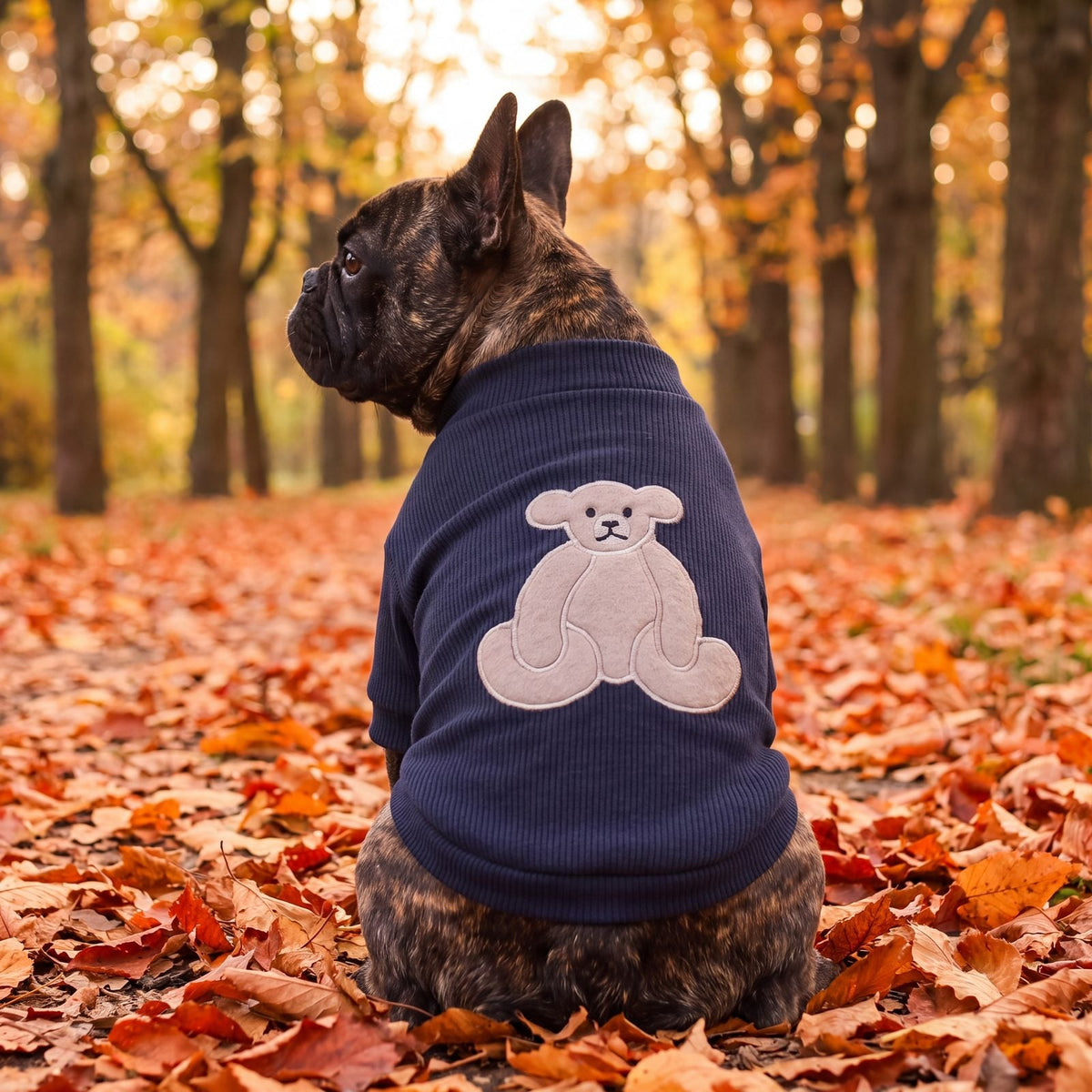 Bouledogue français vu de dos dans une allée d'automne avec un pull chien bleu marine et gros ourson