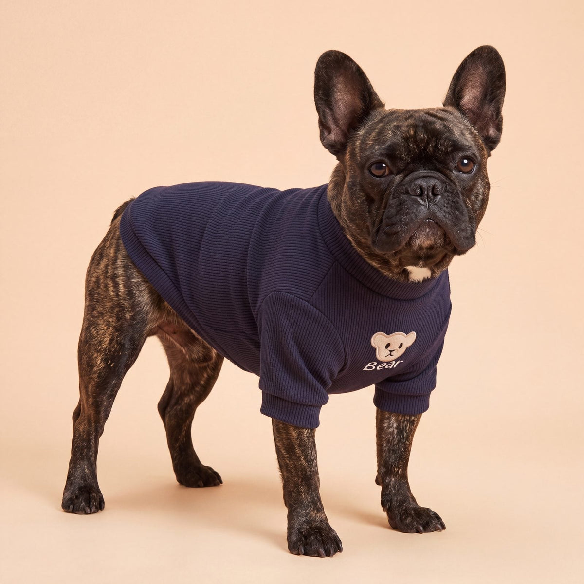 Bouledogue français en studio, de trois quarts, portant un pull chien bleu marine avec ourson brodé Bear