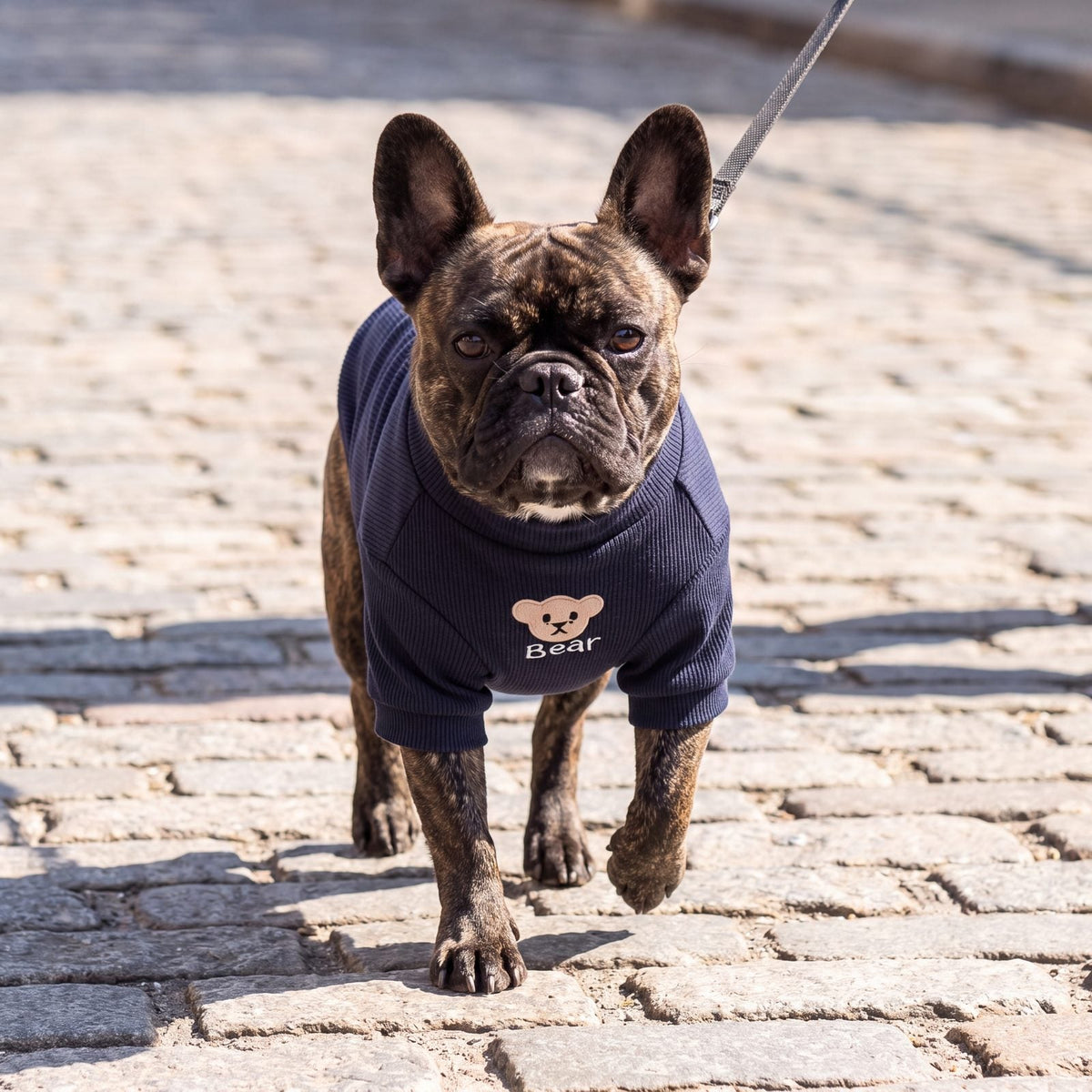 Bouledogue français en balade sur des pavés avec un pull chien bleu marine ourson brodé