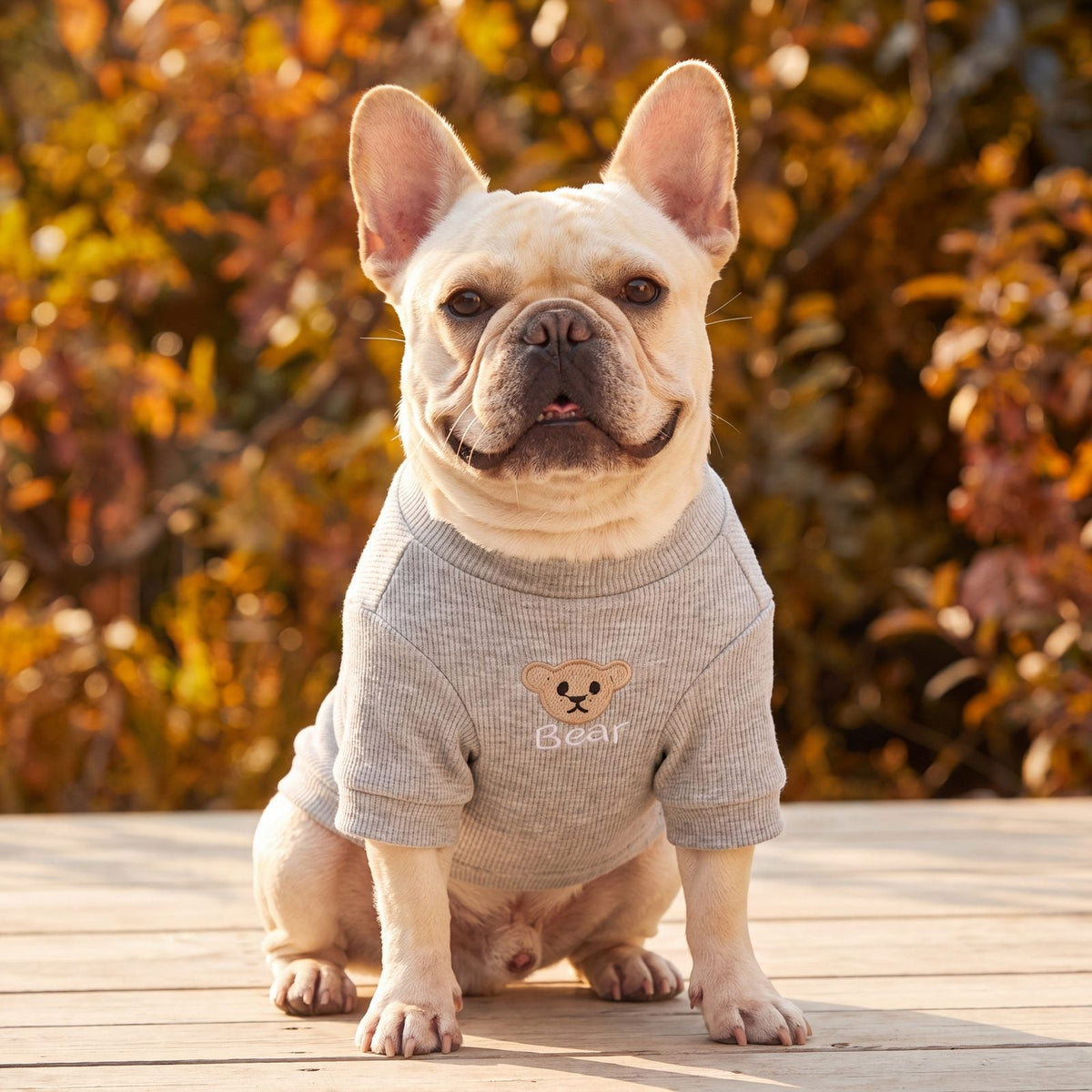 Bouledogue français assis de face sur une terrasse avec un pull côtelé gris à ourson brodé