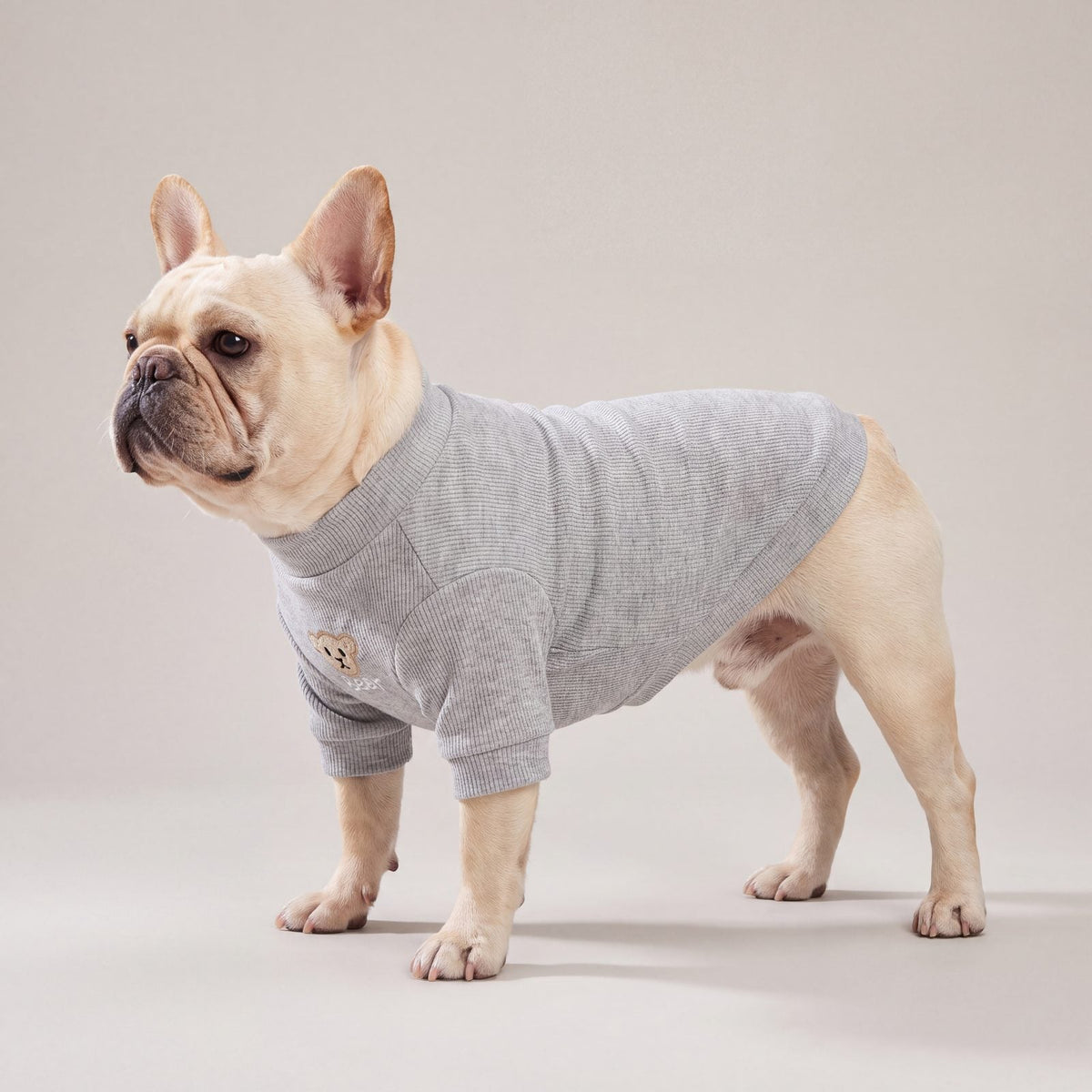 Bouledogue français de profil en studio avec un pull côtelé gris à col montant