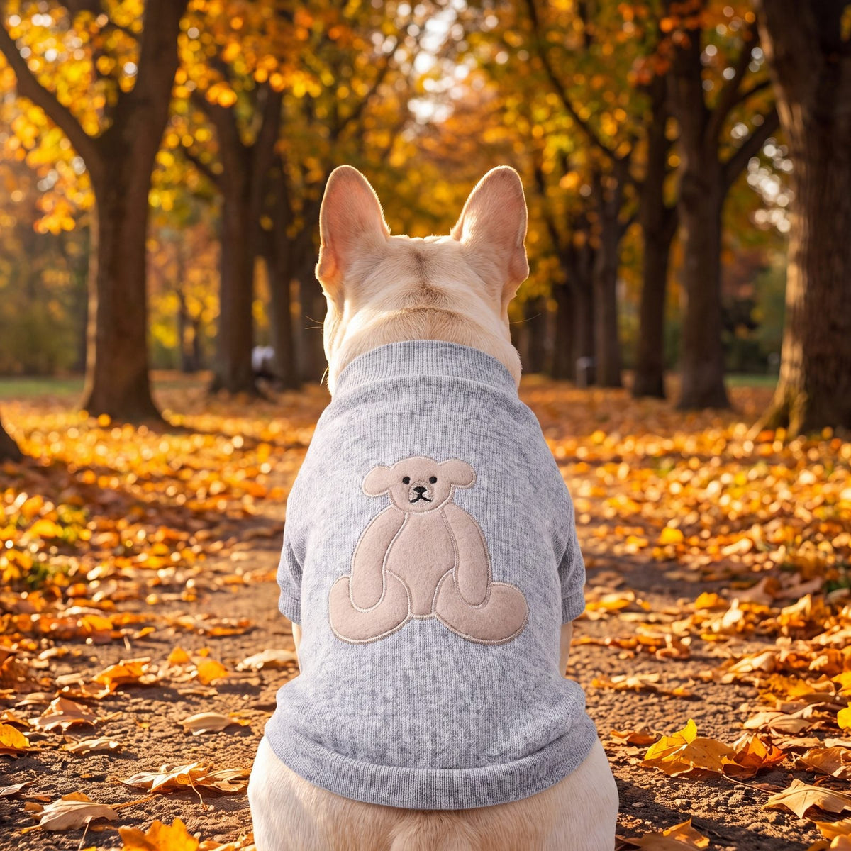Bouledogue français vu de dos dans une allée d'automne avec un pull gris à ourson dans le dos