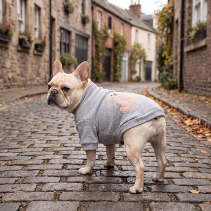 Bouledogue français en balade dans une rue pavée avec un pull gris à ourson dans le dos