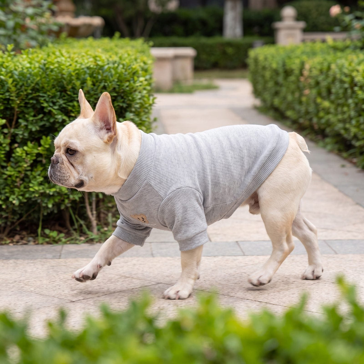 Bouledogue français au trot de profil dans un jardin avec un pull côtelé gris