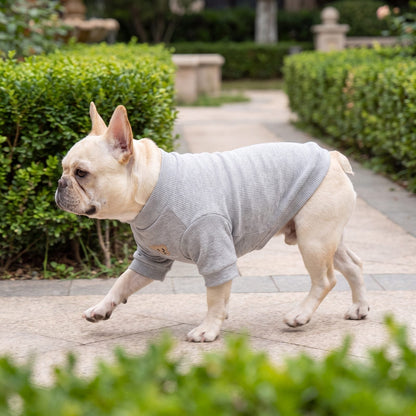 Bouledogue français au trot de profil dans un jardin avec un pull côtelé gris