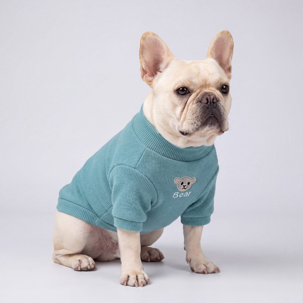 Chien en studio avec un pull turquoise à ourson et col montant