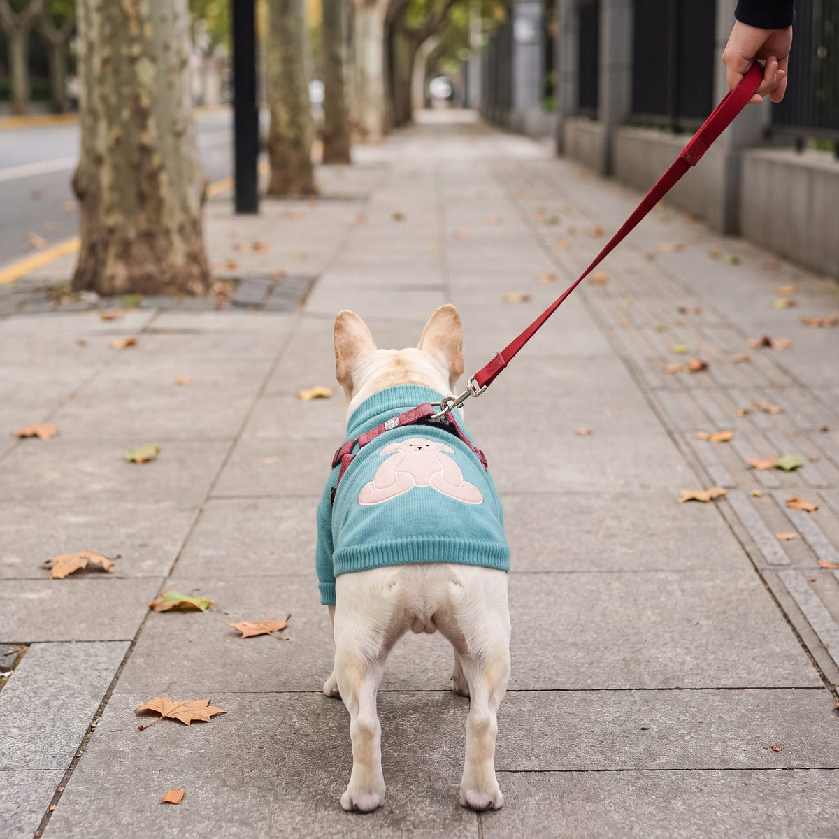 Chien en balade avec un pull turquoise à ourson et col montant