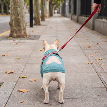 Chien en balade avec un pull turquoise à ourson et col montant