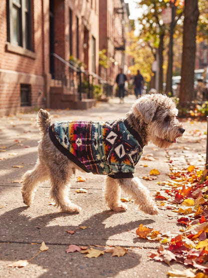 Petit chien qui trotte sur le trottoir avec un pull sherpa motif ethnique