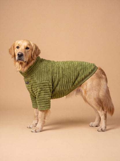 Golden retriever de profil sur fond beige avec un pull chien teddy côtelé vert