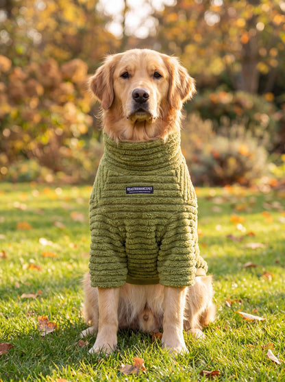 Golden retriever assis de face avec un pull teddy côtelé vert à col roulé