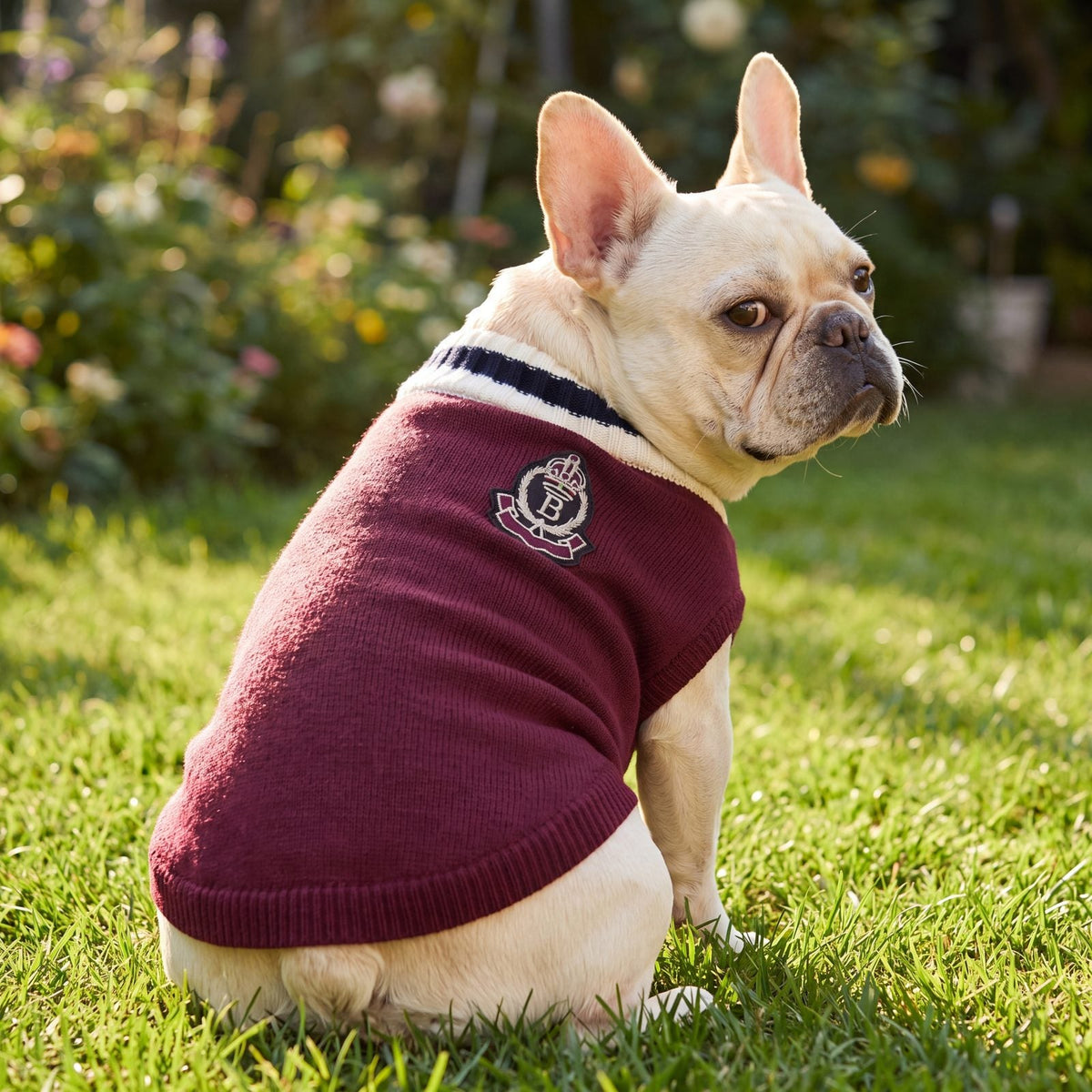 Bouledogue français vu de dos dans un pull chien tricot bordeaux avec écusson brodé
