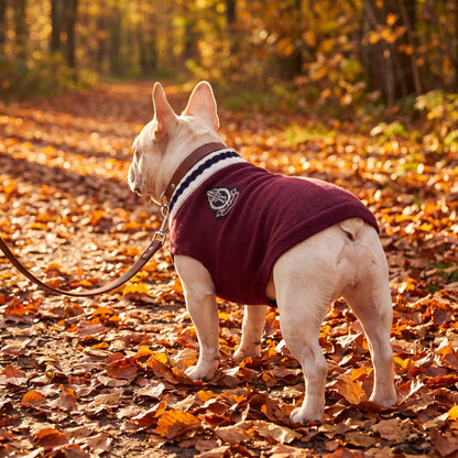 Bouledogue français en balade dans un pull chien tricot bordeaux avec écusson dans le dos