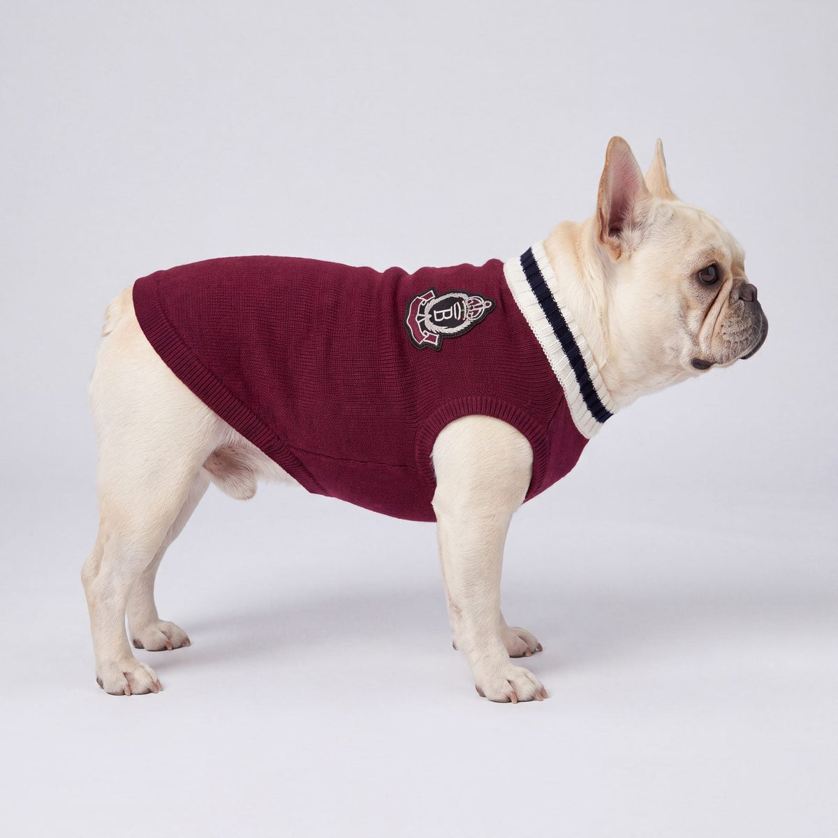 Bouledogue français de profil en studio dans un pull chien tricot bordeaux