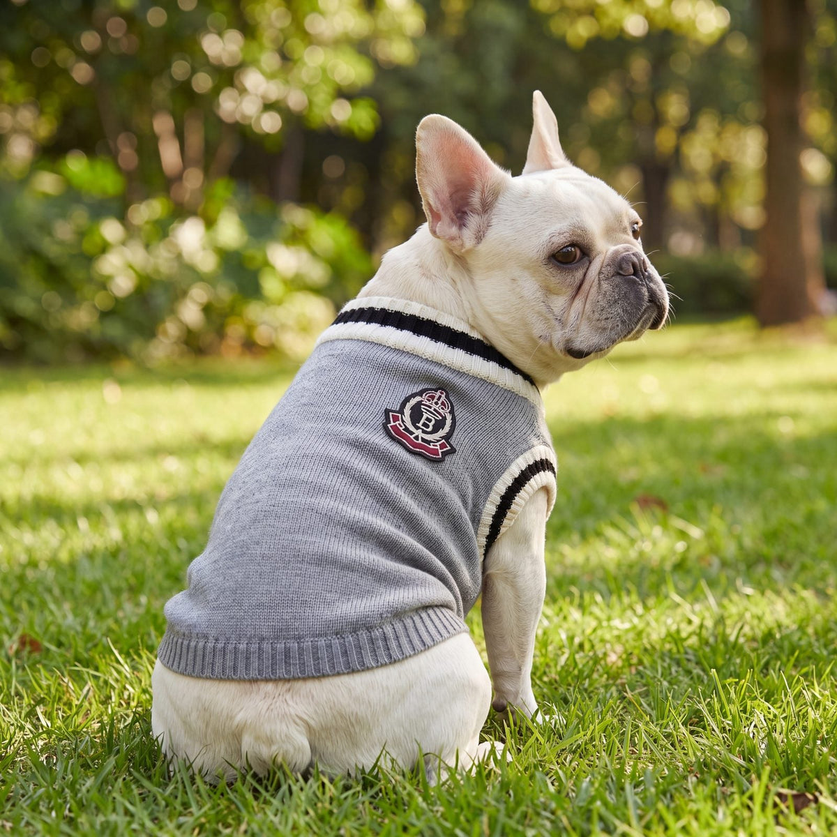 Bouledogue français vu de dos sur l'herbe dans un pull chien tricot gris