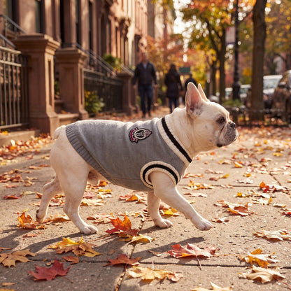 Bouledogue français en pull chien tricot gris qui trotte dans une rue, vue de profil