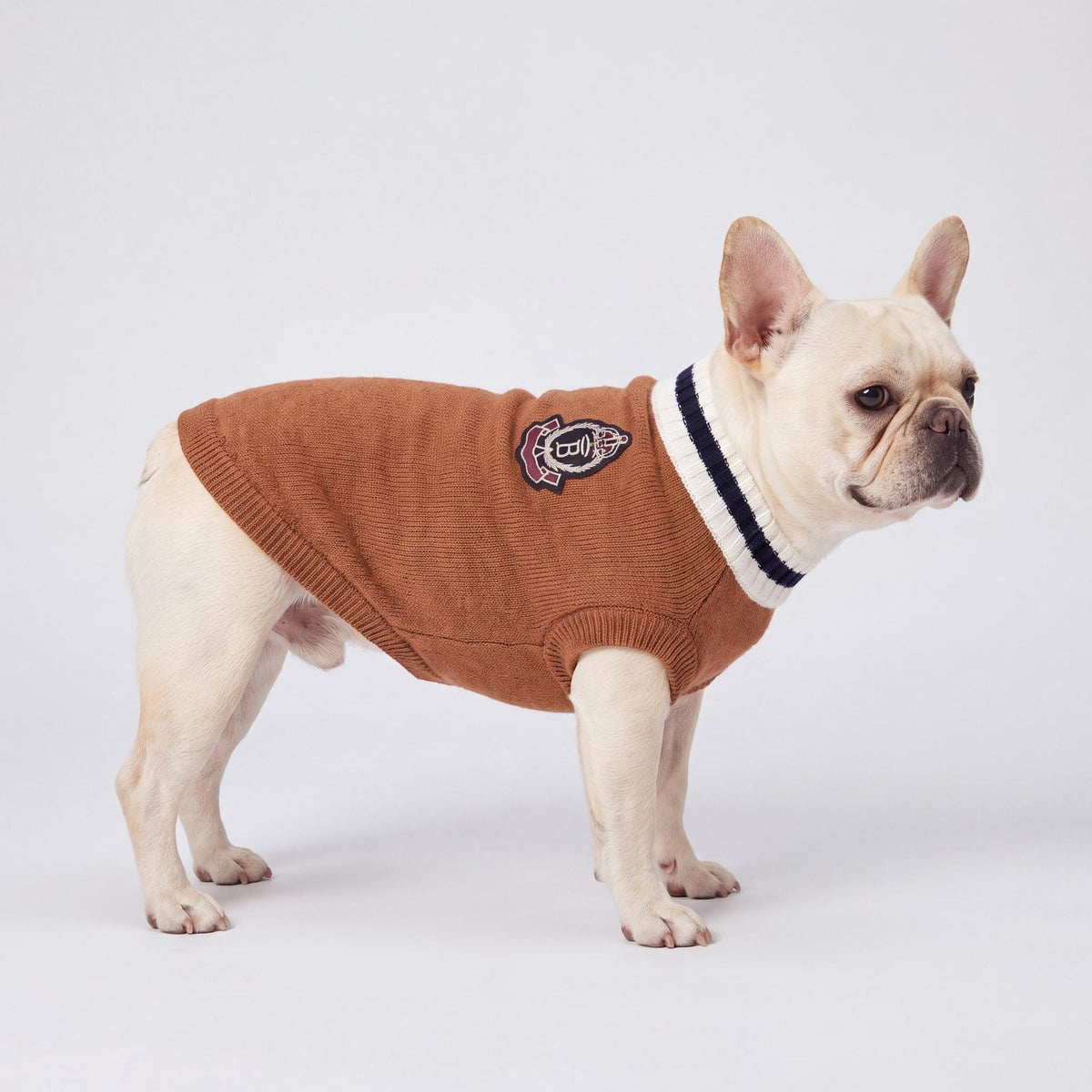 Bouledogue français de profil sur fond de studio avec un pull chien marron et écusson brodé dans le dos