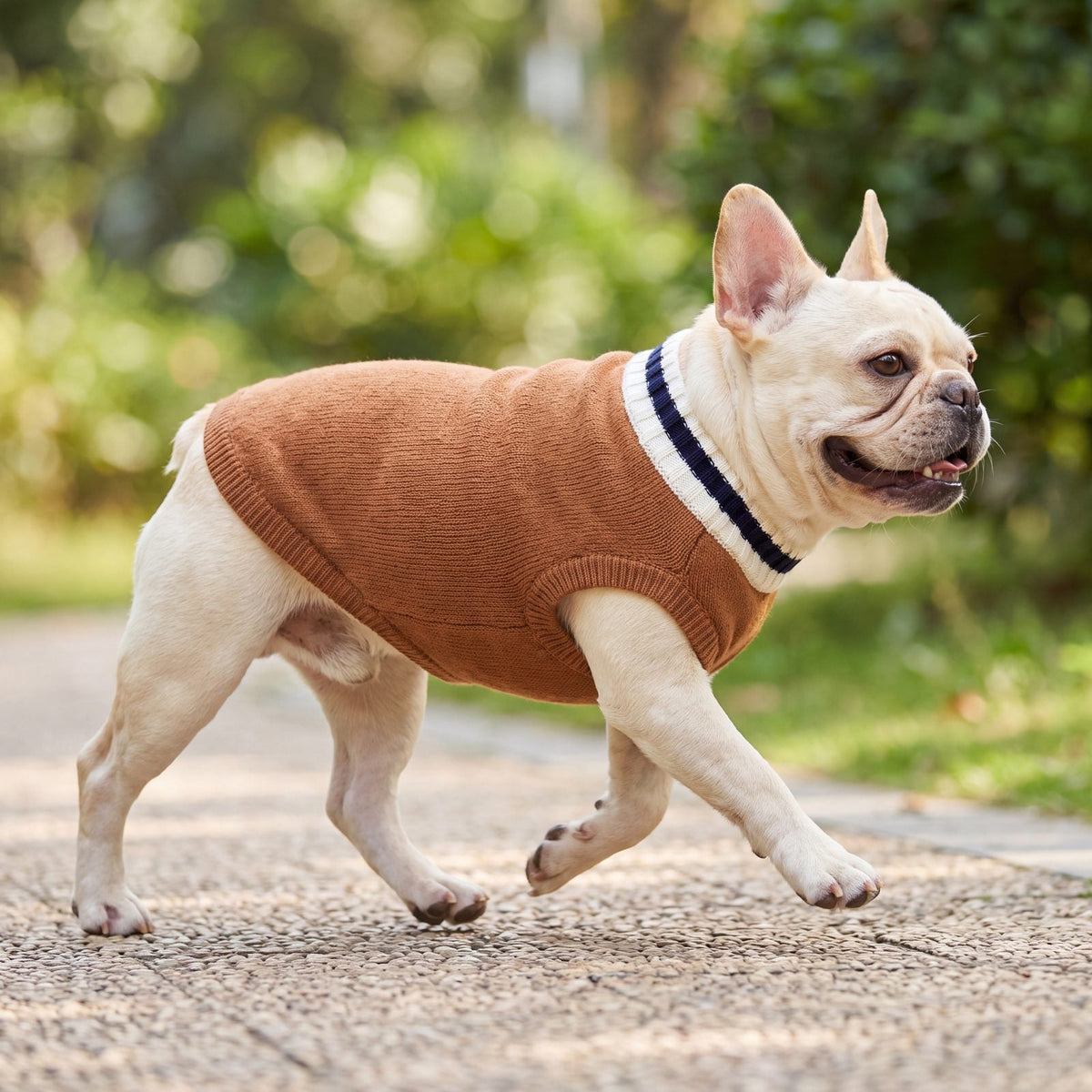 Bouledogue français qui trotte de profil dans le jardin avec un pull chien tricot marron style universitaire