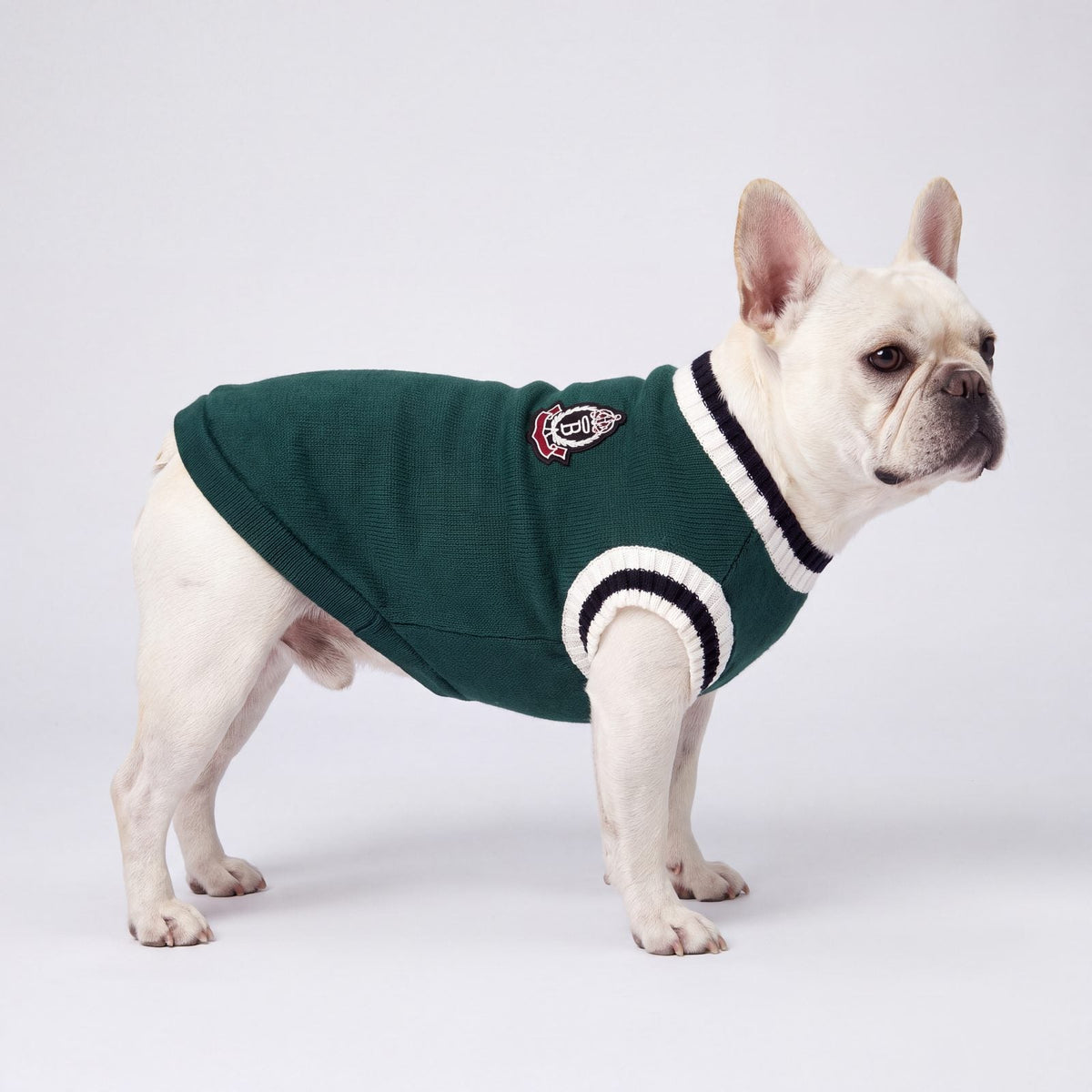 Bouledogue français de profil sur fond de studio avec le pull chien tricot style universitaire vert