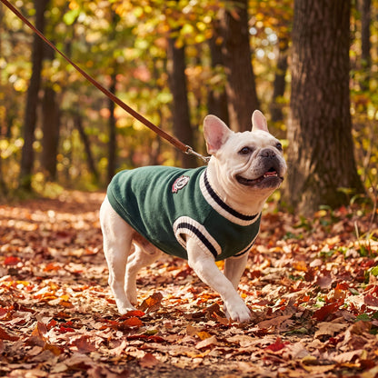 Bouledogue français en balade en laisse dans les feuilles d'automne avec son pull chien tricot vert