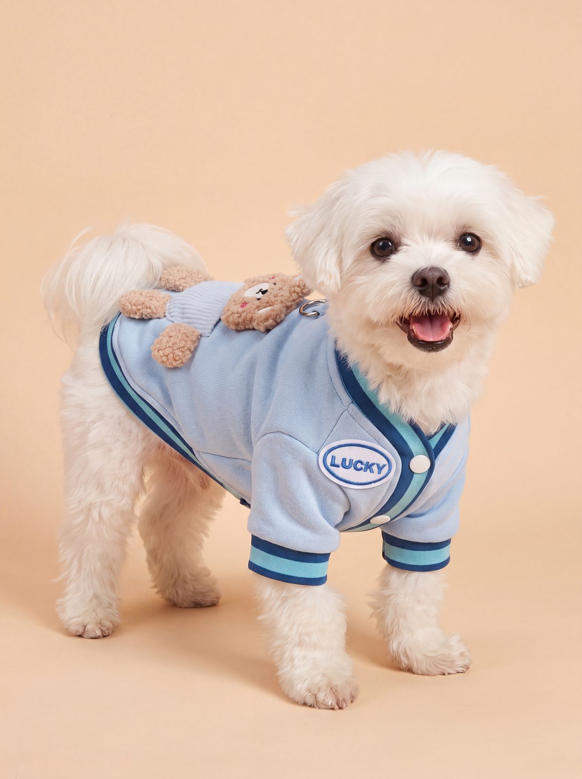 Bichon maltais en studio avec le pull petit chien ourson 3D bleu