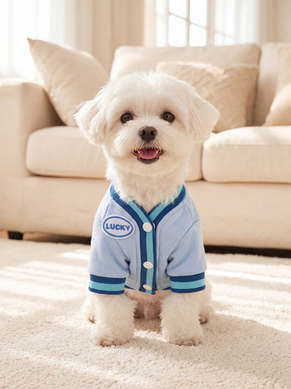 Bichon maltais assis de face avec le pull petit chien ourson 3D bleu et écusson LUCKY