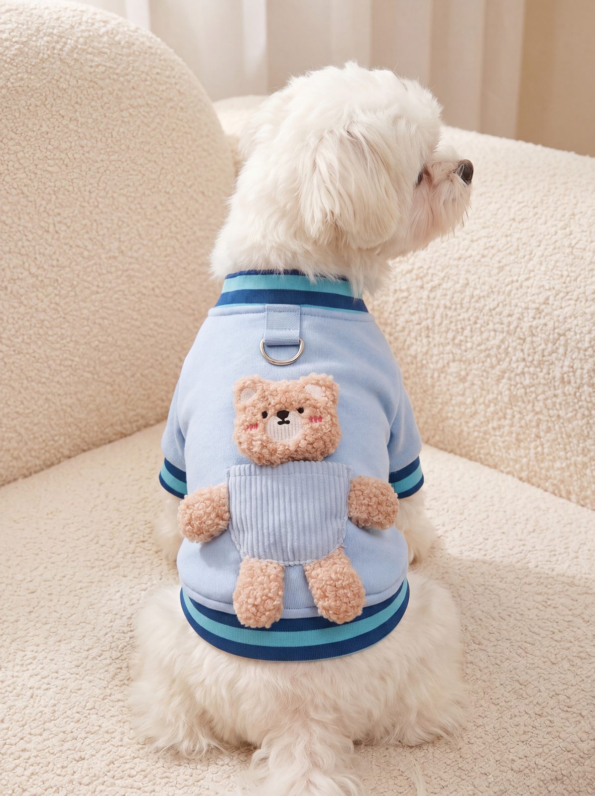 Pull petit chien bleu vu de dos sur un Bichon maltais, ourson en peluche et anneau