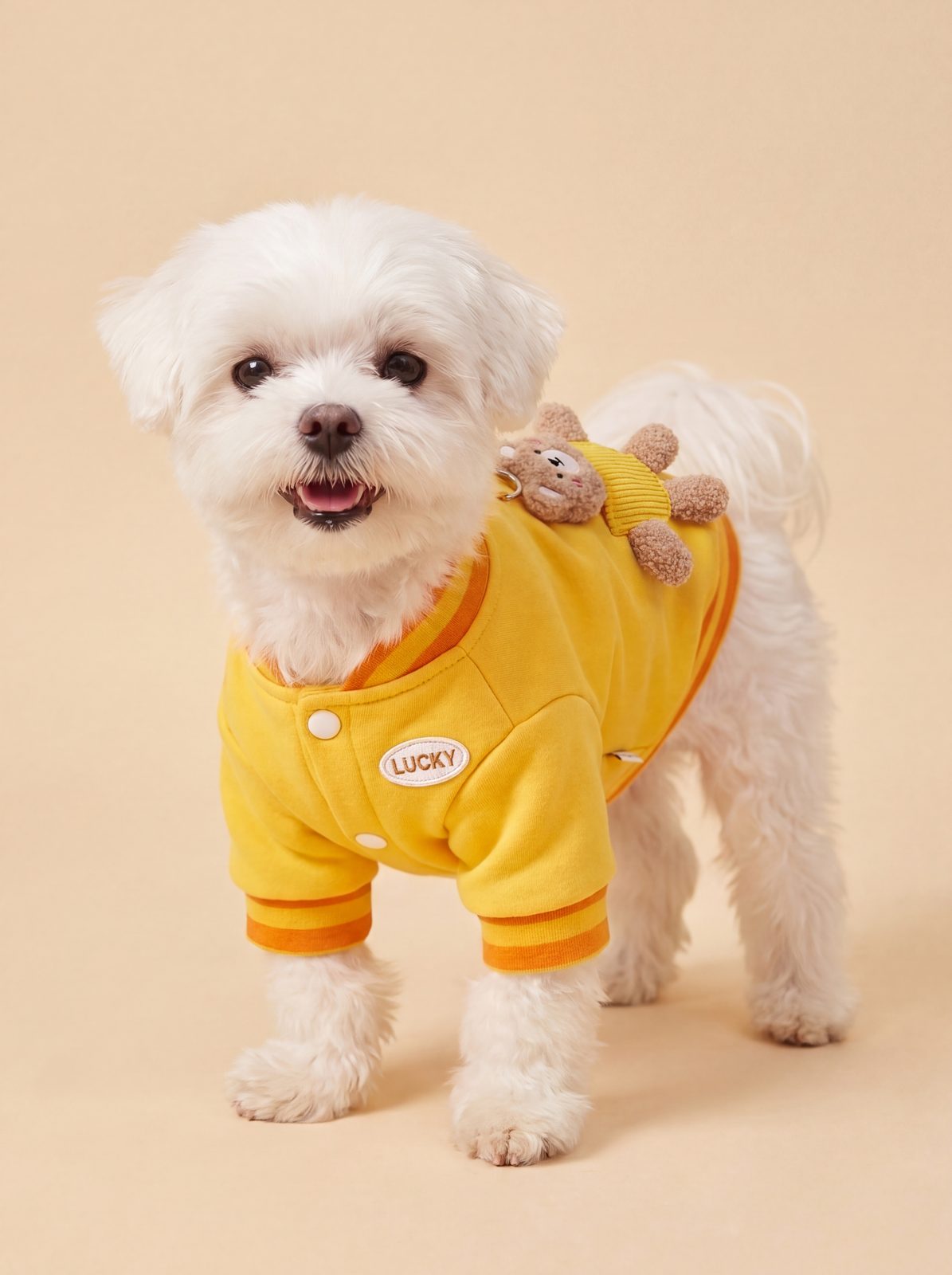 Bichon maltais en studio portant le pull petit chien ourson 3D jaune