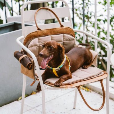 sac de transport pour chien sur chaise avec chien détendu TravelEco™