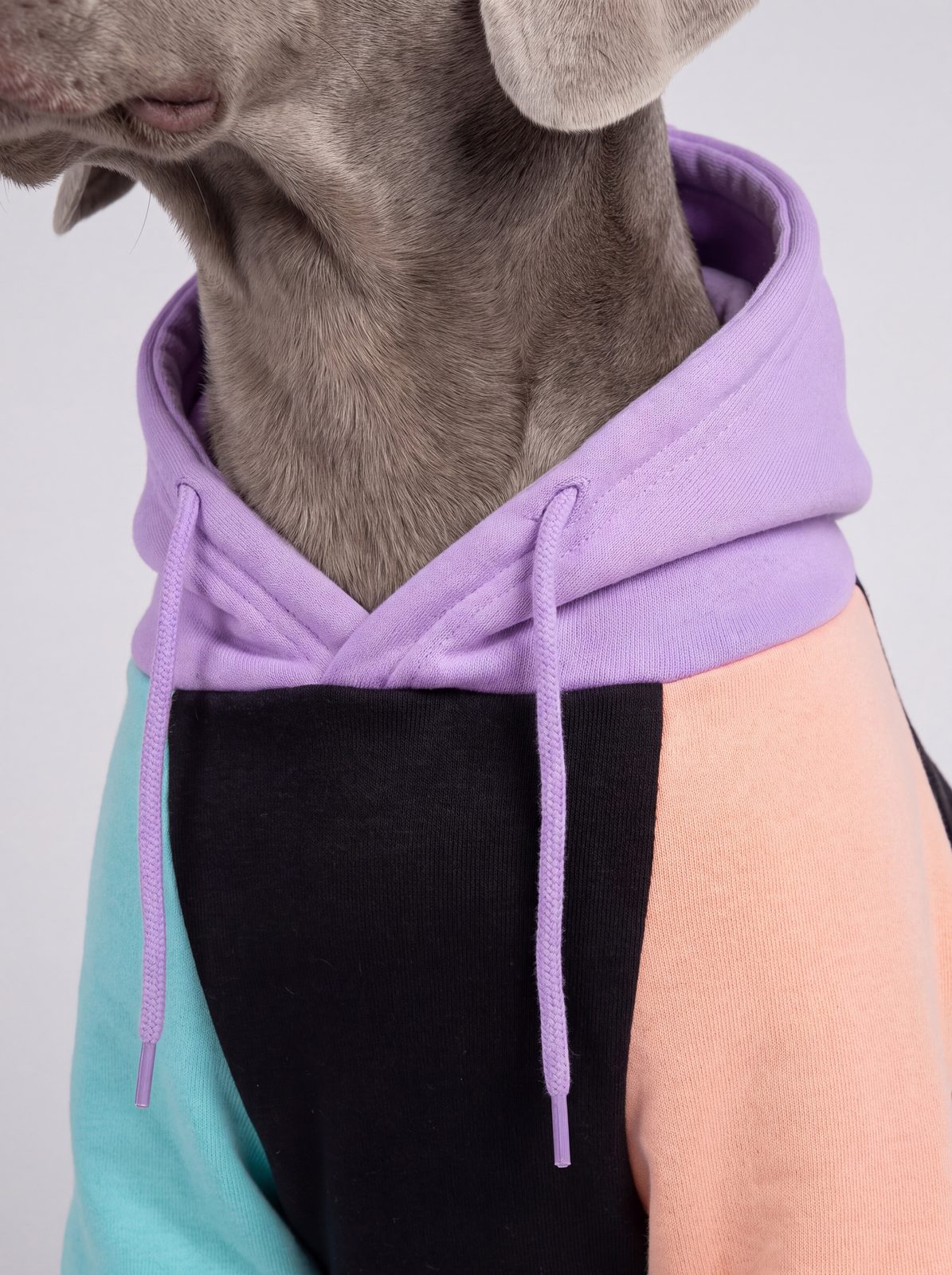 Gros plan sur la capuche violette et les cordons du sweat à capuche chien color block