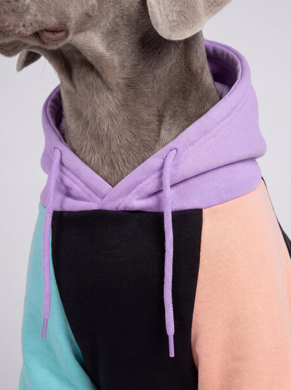 Gros plan sur la capuche violette et les cordons du sweat à capuche chien color block