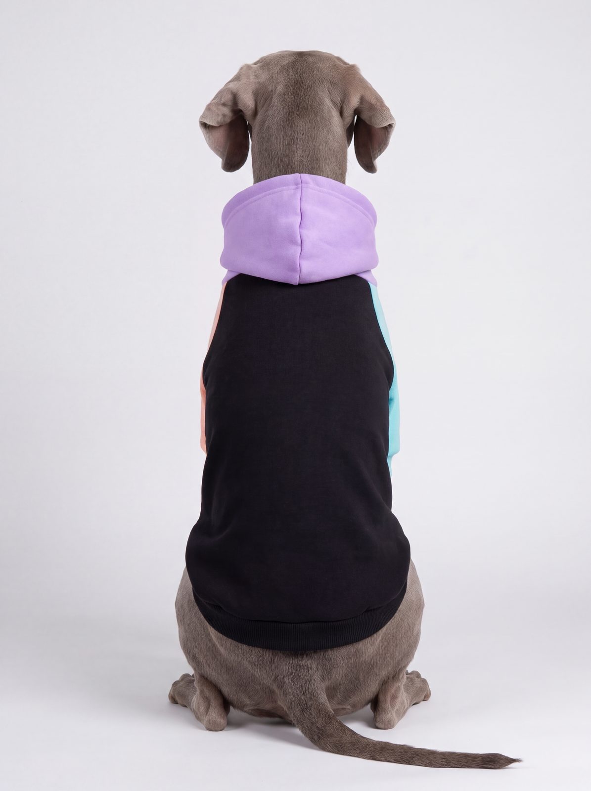 Chien assis de dos portant un sweat à capuche coton color block avec capuche violette